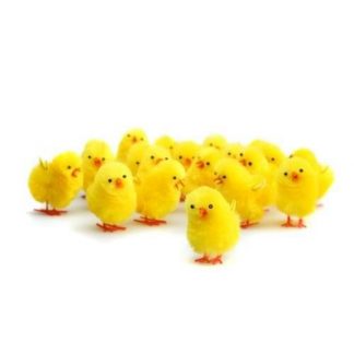 BI7518 Fluffy Chicks